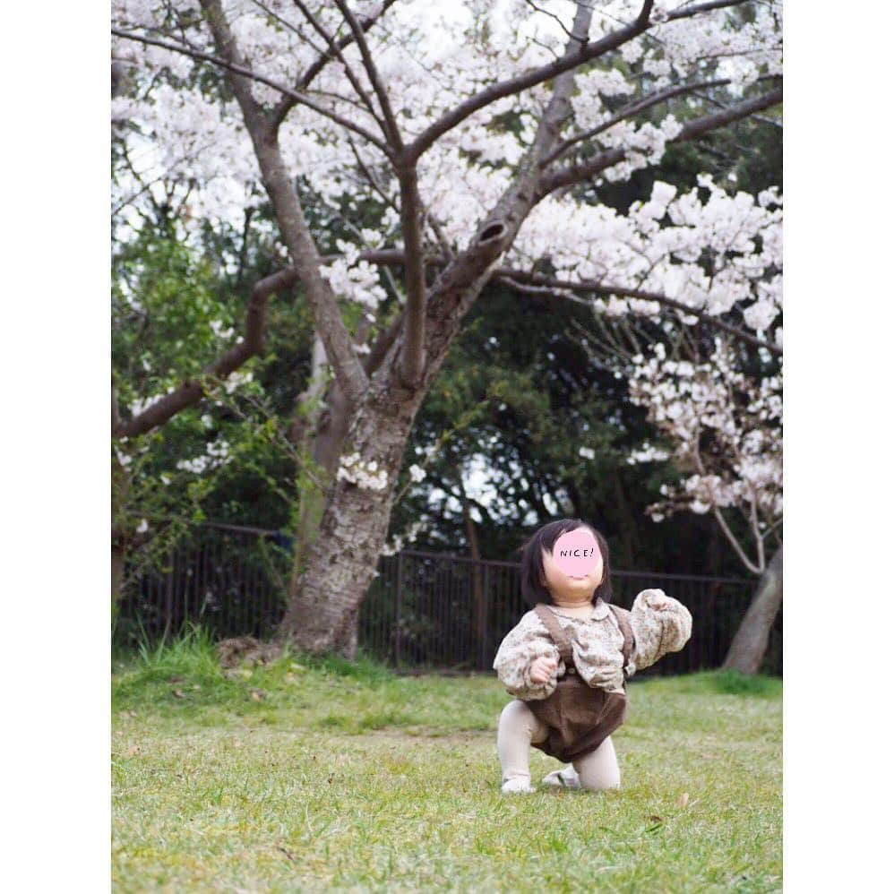 Kyooonさんのインスタグラム写真 - (KyooonInstagram)「お花見🌸﻿ 空があまり青くなかったので桜が綺麗に映らなかったけど満開で綺麗だった☺️✨﻿ 今新しいレンズがものすごく欲しい📸😫﻿ ﻿ ﻿ 今年は例年より長く桜を楽しめたような気がする♡従兄弟とたくさん遊んでもらって長女も次女もご満悦‪︎‬‪︎☺︎みんなが遊んでくれるから母は楽させてもらいました🤣﻿ ﻿ ﻿ 次女、半目だったから顔にスタンプしたけど﻿ 何もないところで立ちそう😳早いよ～😭﻿ ゆっくりゆっくり成長してくれたらいいよ😂﻿ 誰に抱っこされてもニコニコしてるし、2人目だからなのか何でも要領良さそう😚❤﻿ ﻿ ﻿ @majicalsherry_lme  相変わらずお尻と太ももの救世主！もうこれ無しではデニム履けない👖😂﻿ #桜#お花見#姉妹#4歳#0歳#生後9ヶ月#olympus#olympusomdem10markiii#omdem10markiii」4月7日 21時53分 - fancykyon