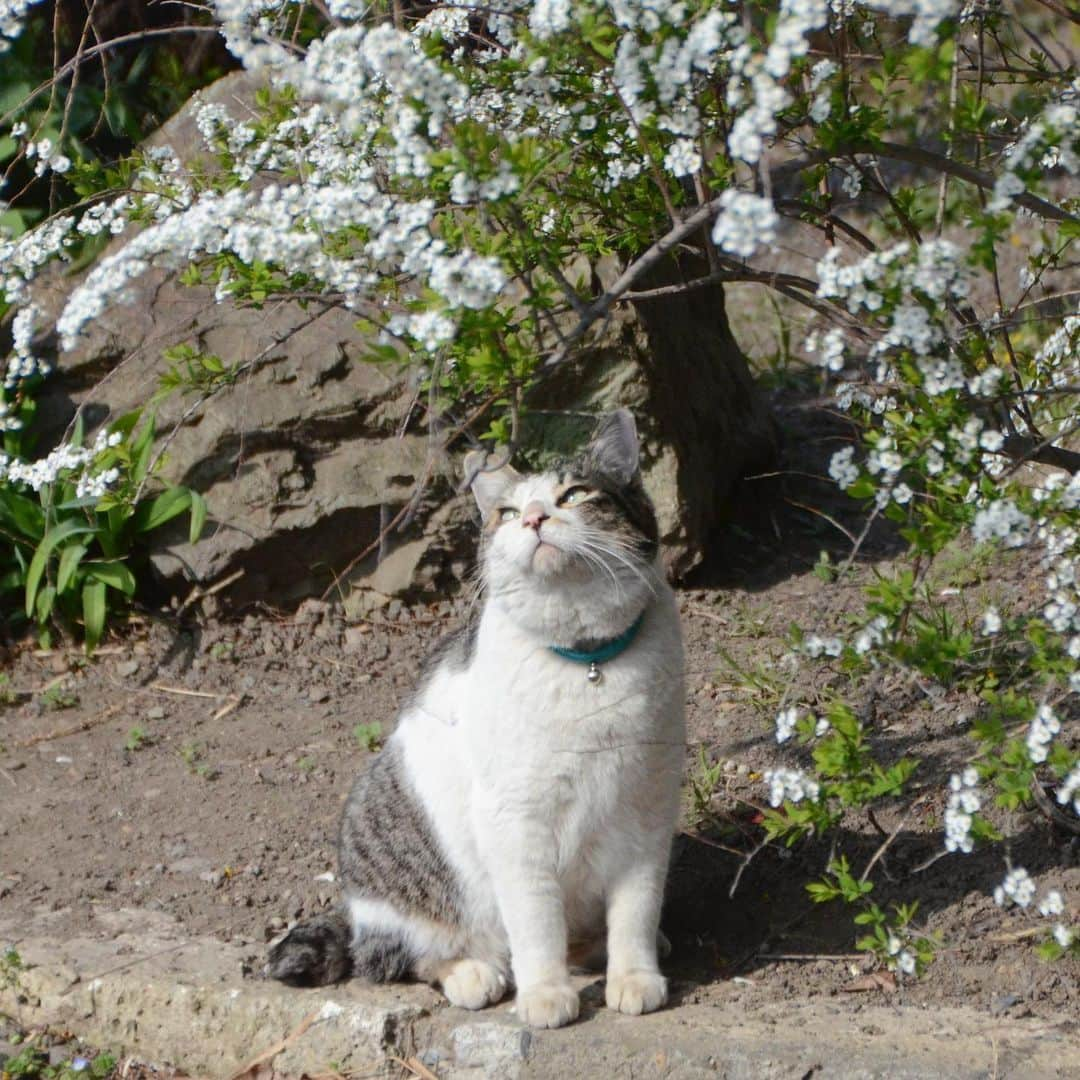 やふさんのインスタグラム写真 - (やふInstagram)「いい顔するねえ京太 . #cat #neko #catlovers #catsofinstagram #catstagram #instacat #猫 #ねこ #ネコ #保護猫 #京太」4月7日 21時47分 - kyafy