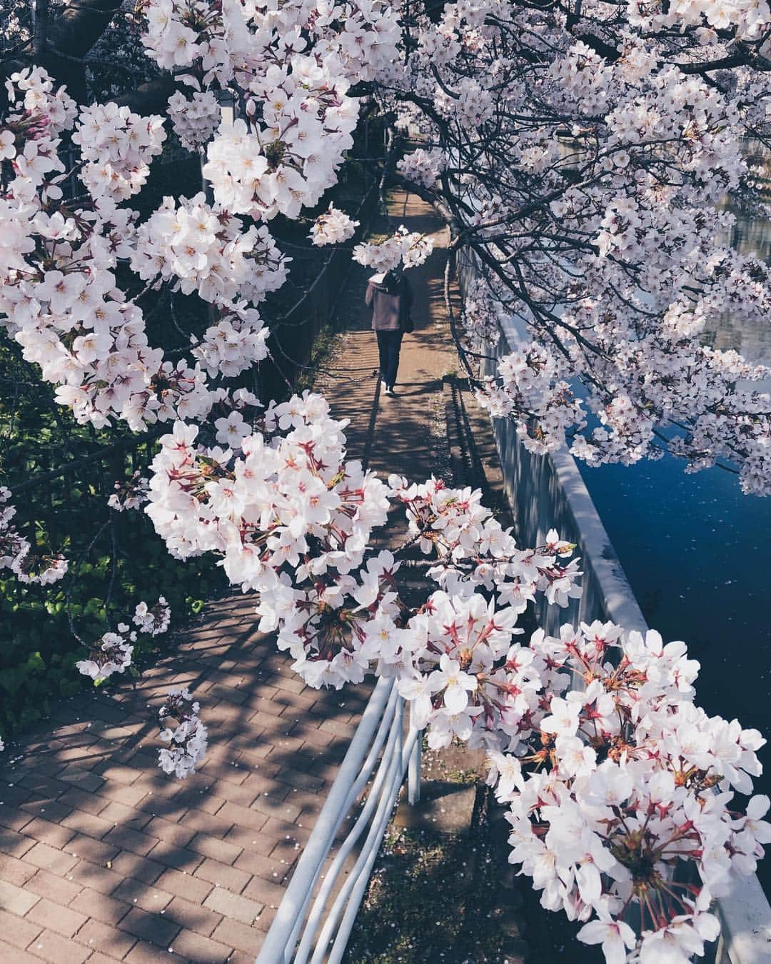 ima_ju / Jun Iのインスタグラム：「. . Full Bloom in Toky∞ . . wiz @tokyo_grapher #ShotOn_TG  #ShotoniPhone . Telephoto LENS 50mm　 #TG_TELE . . ::」