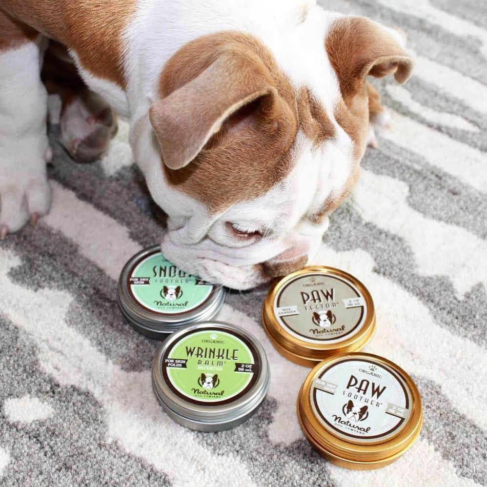 Regeneratti&Oliveira Kennelさんのインスタグラム写真 - (Regeneratti&Oliveira KennelInstagram)「Want to know the best stuff for keeping your dog healthy? If you haven’t heard of @NaturalDogCompany yet, you need to check them out. They make a full line of all-natural, organic healing products for treating everything from dry noses & paws to itchy skin & boo-boos. They come recommended by Vets & customers all over the world! . >> Follow @naturaldogcompany for the best sales!! ⭐⭐⭐⭐ Save 10% off your entire order with code JMARCOZ at NaturalDog.com | @naturaldogcompany | 📷: @pennythebulldog_ . . . . . . . . .⠀ #englishbulldog #frenchie #frenchieoftheday #frenchbull  #frenchbulldog #frenchiepuppy #puppy #puppylove #bully #bullyinstafeature #bulldogfrances #フレンチブルドッグ #フレンチブルドッグ #フレブル #helthefrenchie #frenchyfanatics #frenchiesgram #frenchbulldogsofinstagram #frenchiesoverload #ilovemyfrenchie #batpig #buhi」4月7日 21時48分 - jmarcoz