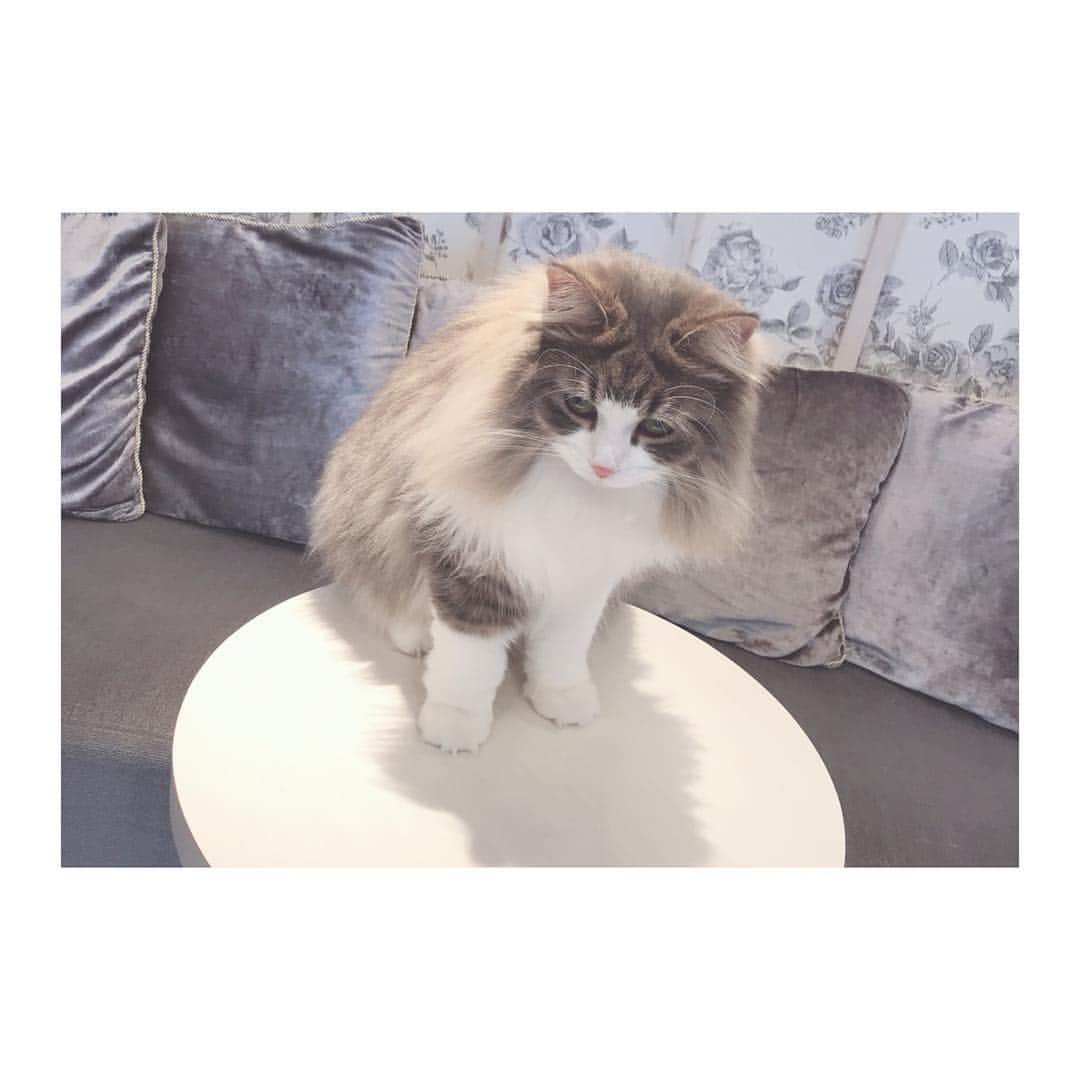 白石茉莉奈さんのインスタグラム写真 - (白石茉莉奈Instagram)「これが、こう。💕💕💕 . . #猫カフェモカ #モカですごすひととき」4月7日 21時50分 - marina_shiraishi_official