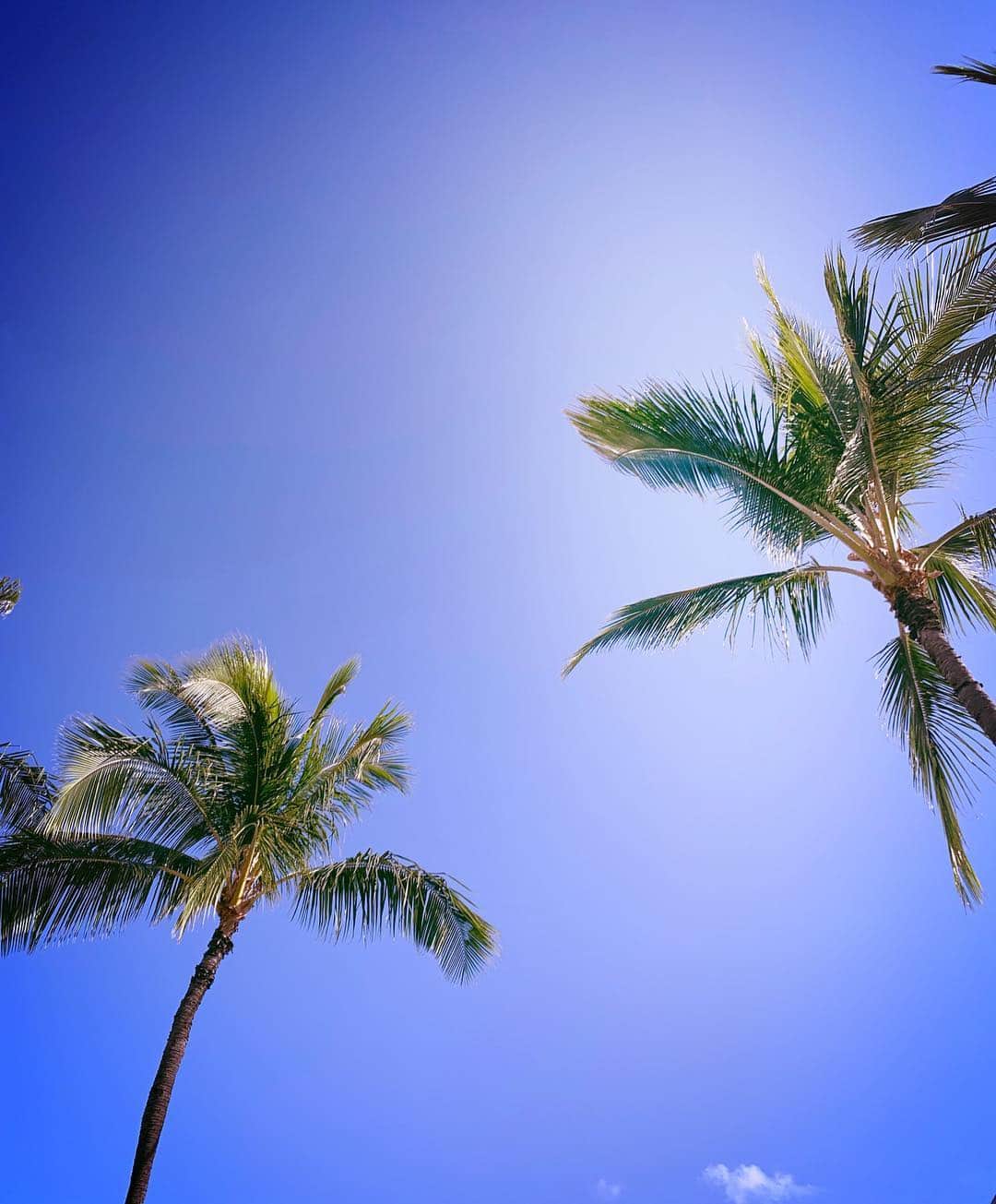 住谷杏奈さんのインスタグラム写真 - (住谷杏奈Instagram)「ただの空と木なのに絵になる😮🌳」4月7日 21時50分 - annasumitani