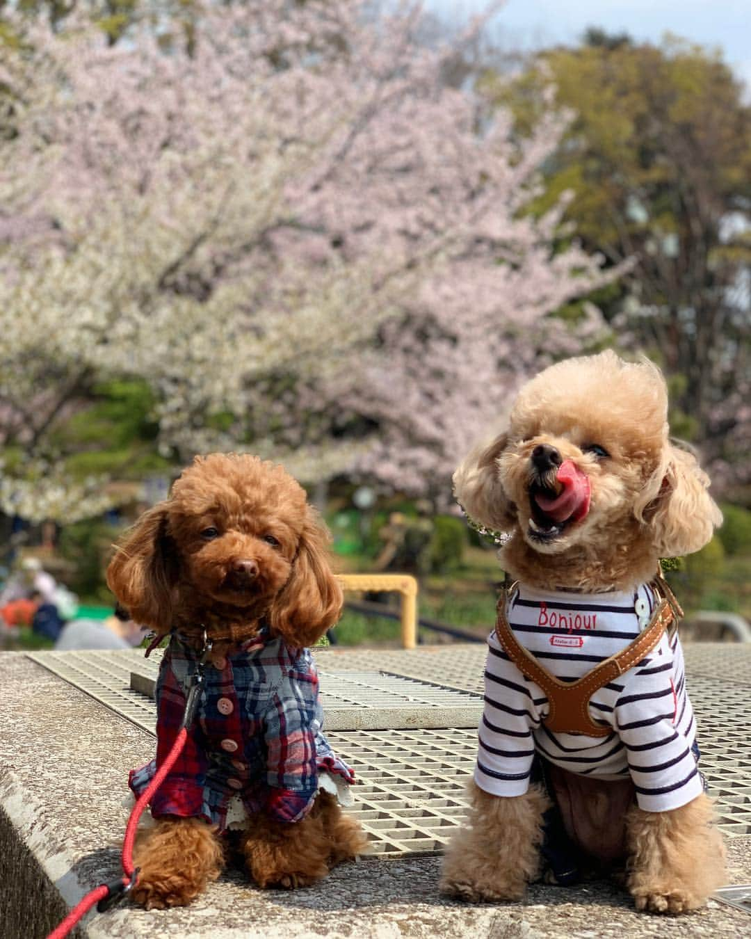 ❤︎Till❤︎さんのインスタグラム写真 - (❤︎Till❤︎Instagram)「お花見🌸お花見🌸 最高のお花見日和🌷遊んで食べて爆睡中😂😴 Noaちゃんとデート💓楽しかったね✨ ＊ #トイプードル#ティーカッププードル#トイプー#トイプードルレッド#愛犬#犬#いぬ#癒し#わんこ#ティル#可愛い#お花見#桜#チューリップ#デート#お友達#仲良し#遊び#食べて#寝る#爆睡#楽しい #dog#cute#toypoodle#teacuppoodle#poodle#doglove#mydog」4月7日 21時52分 - till201404