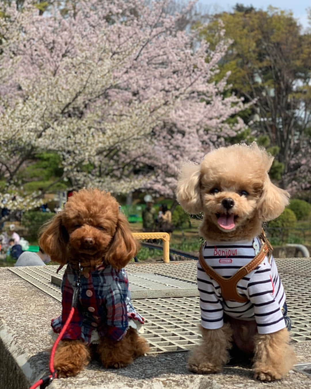 ❤︎Till❤︎さんのインスタグラム写真 - (❤︎Till❤︎Instagram)「お花見🌸お花見🌸 最高のお花見日和🌷遊んで食べて爆睡中😂😴 Noaちゃんとデート💓楽しかったね✨ ＊ #トイプードル#ティーカッププードル#トイプー#トイプードルレッド#愛犬#犬#いぬ#癒し#わんこ#ティル#可愛い#お花見#桜#チューリップ#デート#お友達#仲良し#遊び#食べて#寝る#爆睡#楽しい #dog#cute#toypoodle#teacuppoodle#poodle#doglove#mydog」4月7日 21時52分 - till201404