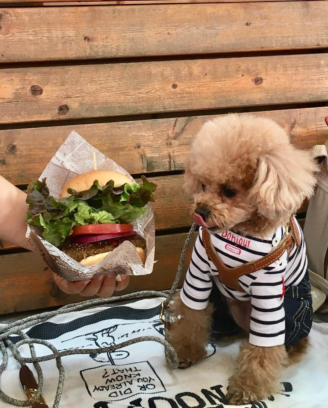 ❤︎Till❤︎さんのインスタグラム写真 - (❤︎Till❤︎Instagram)「お花見🌸お花見🌸 最高のお花見日和🌷遊んで食べて爆睡中😂😴 Noaちゃんとデート💓楽しかったね✨ ＊ #トイプードル#ティーカッププードル#トイプー#トイプードルレッド#愛犬#犬#いぬ#癒し#わんこ#ティル#可愛い#お花見#桜#チューリップ#デート#お友達#仲良し#遊び#食べて#寝る#爆睡#楽しい #dog#cute#toypoodle#teacuppoodle#poodle#doglove#mydog」4月7日 21時52分 - till201404