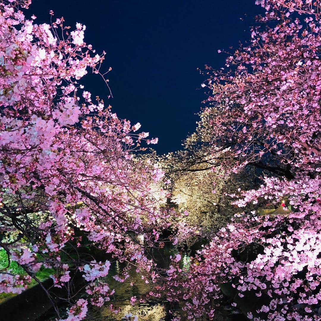 saaaay_kさんのインスタグラム写真 - (saaaay_kInstagram)「2019.04.07 この土日はお天気にも恵まれて 全国的にお花見日和でしたね🌸🌸🌸 ・ ・ 日本に生まれてよかったと思う瞬間です✨ そんな今日のお花見コーデはピンクで💕 ・ ・ この季節にちょうどよいコットンニットは @sa_youu yukoさんプロデュースのものです😘 ・ ・ knit/ @damefrank_official #damefrank  pants/ @reedit_official  bag/ @rakuten_fashion  pamps/ @amiami_shoes  pierce/ @casa_celeste  watch/ @danielwellington ☞15%off クーポン【sayakaa】 ・ ・ やっと素足の季節ですね☀️ そろそろネイルも塗ってお肌も整えておきましょ。 @moomo9112  #ムーモ 最後の写真は…📸 お肌にも優しいおススメの除毛クリームです！」4月7日 22時02分 - saaaay_k