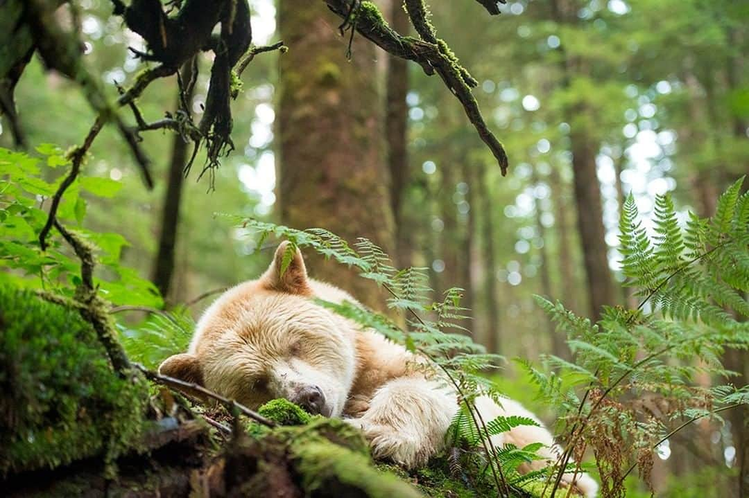 National Geographic Travelさんのインスタグラム写真 - (National Geographic TravelInstagram)「Photo by @DaisyGilardini | Spending time in the rain forest is an incredible experience. It involves all senses and perceptions. The smell of trees and mosses fills your nostrils; the rain bouncing off leaves has an almost percussion-like effect on your ears. The raven’s call often announces the arrival of the spirit of the forest: the white bear. The Kermode bear — also known as “mooksgm’ol “ by the First Nations — is a rare subspecies of the American black bear. Due to a unique, recessive gene, it has white-coloured fur. Follow me @DaisyGilardini for more images and stories behind the scenes. #greatbearrainforest #spiritbear #explorecanada #bear #kermodebear #britishColumbia」4月7日 22時03分 - natgeotravel