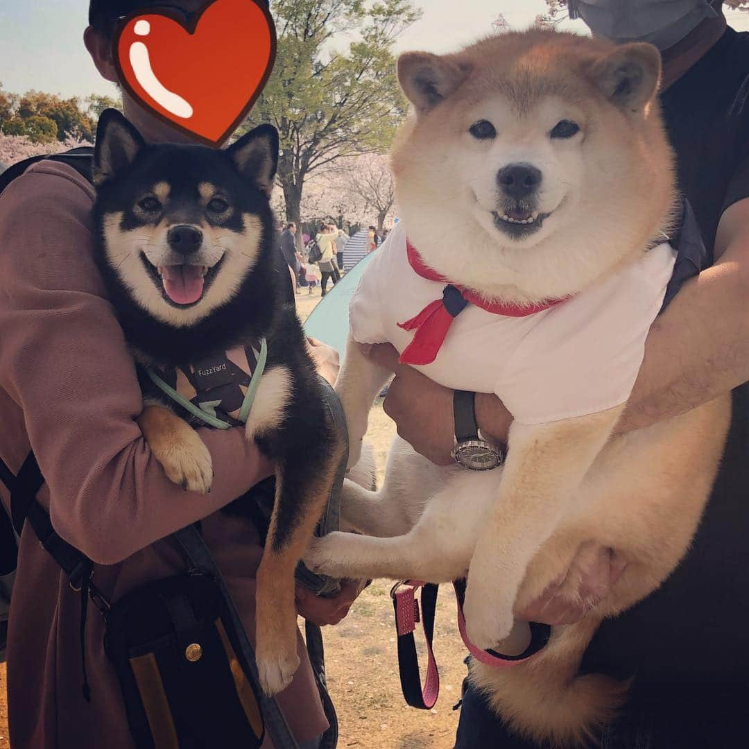 いなりさんのインスタグラム写真 - (いなりInstagram)「今日、お花見で会った可愛い黒柴の女の子♡ まだ1歳で怖いもの知らずだから、いなり姉さんに尻尾振って喜んでくれたよ♡ •*¨*•.¸¸☆*･ﾟ 豆柴ちゃんかと思ったら柴犬なんだって!! みんなの言いたい事はもうわかったからね♡いなり感は鋭い方だからさッ!!(´•؂<｀)ゝ☆ •*¨*•.¸¸☆*･ﾟ #合成じゃないからね #遠近法でもないからね #いなちゃんイリュージョン #いなちゃんトリックアート #何かがおかしい #柴 #しば #しばいぬ #日本犬 #いぬバカ部 #犬#shiba #shibainu  #shibadog #shibarbucks #shibastagram #japanesedog」4月7日 21時57分 - shibainuinari