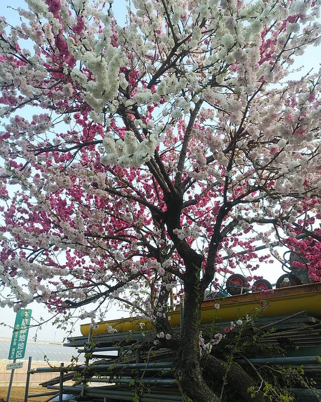 若狭たけしさんのインスタグラム写真 - (若狭たけしInstagram)「一本の木から紅白二色の花が。帰って調べてみたところ、おそらく源平桃（源平花桃、源平咲き桃）というやつらしい。　#源平桃 #源平花桃 #源平咲き」4月7日 21時57分 - takeshi_wakasa