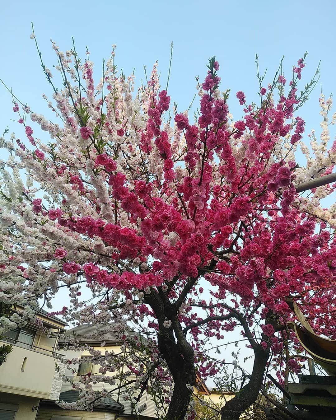 若狭たけしさんのインスタグラム写真 - (若狭たけしInstagram)「一本の木から紅白二色の花が。帰って調べてみたところ、おそらく源平桃（源平花桃、源平咲き桃）というやつらしい。　#源平桃 #源平花桃 #源平咲き」4月7日 21時57分 - takeshi_wakasa