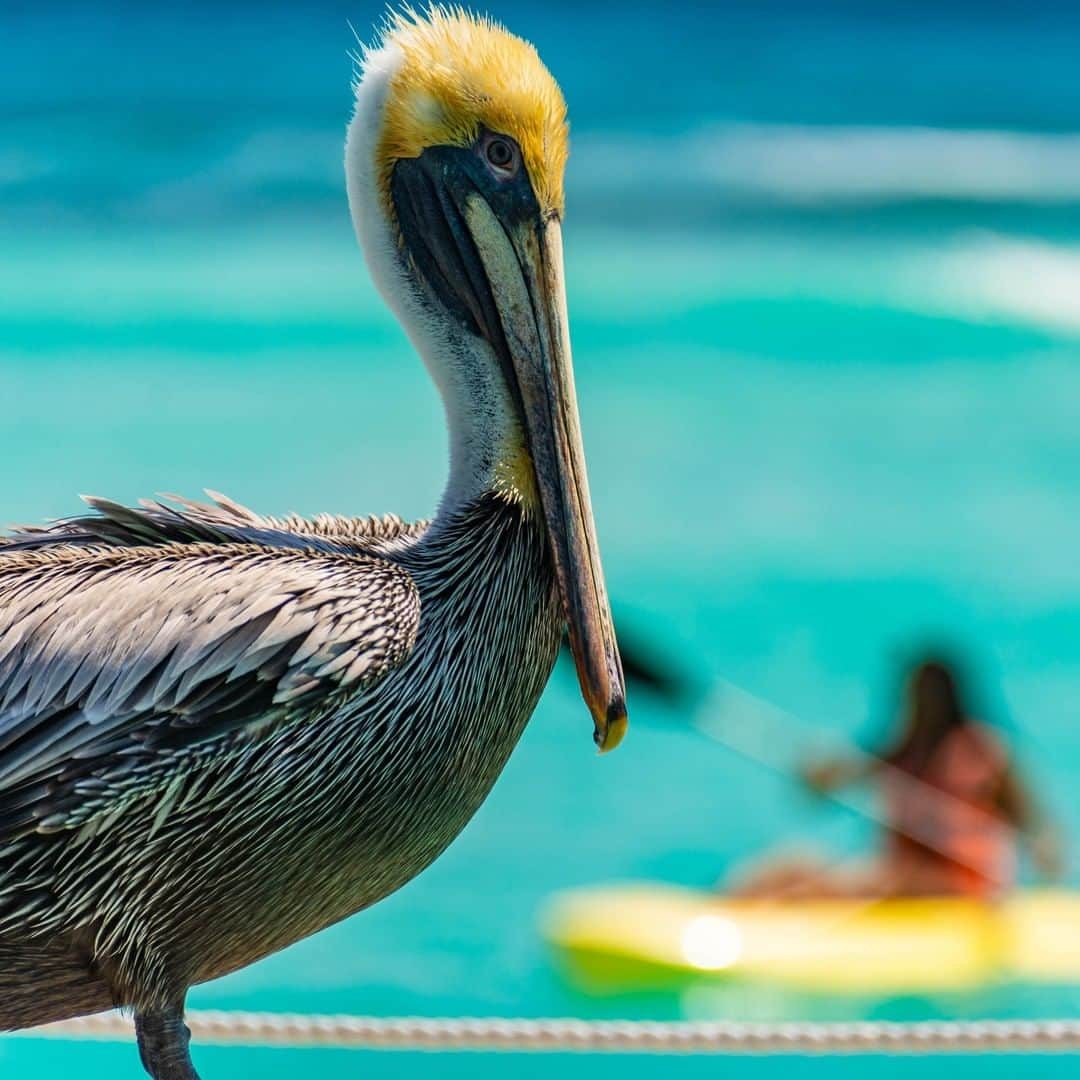 ルフトハンザさんのインスタグラム写真 - (ルフトハンザInstagram)「Cancún’s turquoise water not only attracts kayakers – Mexico’s wildlife also makes an appearance. #Lufthansa #CityOfTheMonth #Cancún」4月7日 22時00分 - lufthansa