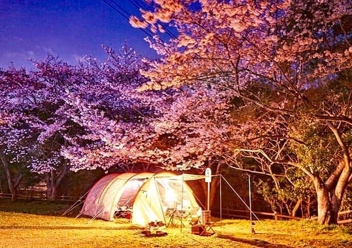 hinata_outdoorさんのインスタグラム写真 - (hinata_outdoorInstagram)「@akkunchan.fさんのpic✨⠀ ⠀ テントの暖かな光に照らされて、⠀ 桜まで神秘的にライトアップ🌸✨⠀ 日本の花見は美しいですね☺️🎶⠀ ⠀ ⠀ ⠀⠀ 〜今年も見納め👀👏桜とテントの共演お花見キャンプ🌸🏕〜⠀ ⠀ 待ち望んだ桜も、咲いてから散るまではあっという間…🥺今年も見事な桜とコラボレーションしているキャンプサイト写真をご紹介します😆🙌⠀ ⠀ ⠀⠀ 🌳🌲🌼🌳🌲🌲🌳🌲🌳🌲🌻🌳🌳⠀ #hinataoutdoor を付けて⠀ アウトドア風景を投稿してください😊⠀ 🌳🌲🌳🌲🌻🌲🌳🌲🌳🌼🌲🌳🌳 ⠀ ⠀⠀ 素敵なお写真はリポストさせて頂きます✨ ⠀ ⠀⠀ 🚙キャンプや山登りのアウトドア情報はプロフィールのURLから ➡ @hinata_outdoor ⠀ ⠀ ⠀ ⠀⠀ 🍖美味しそうなキャンプ料理の写真は➡️⠀ @hinata_gohan⠀ *⠀ *⠀ #キャンプ #春キャンプ #お花見キャンプ #アウトドア #アウトドアギア #桜 #サクラ#絶景キャンプ #campgear #outdoorgear #camp #campliving #outdoor #campstyle #camping #campinglife #camplife #outdoorstyle #outdoors #outdoorliving #outdoorlife #hinataoutdoor #フォローミー #followme」4月7日 22時01分 - hinata_outdoor