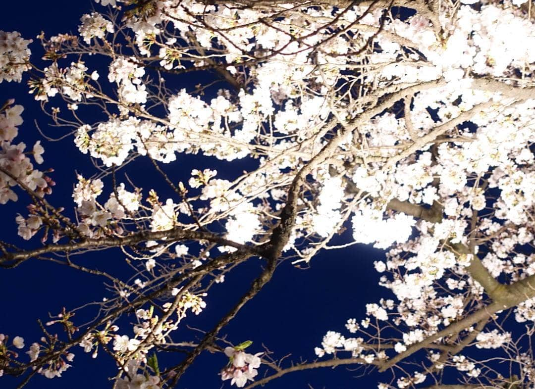 平子理沙さんのインスタグラム写真 - (平子理沙Instagram)「今年は本当に沢山の満開の桜を見る事ができました❣️🌸🌸🌸🌸🌸柔らかな気持ちの良い風に、舞い散る桜吹雪も大好き❤💕🌸🌸🌸🌸🌸🌸🌸🌸🌸🌸🌸🌸 #千鳥ヶ淵#桜#cherryblossom #tokyo#fashion #beauty #lifestyle #risahirako #平子理沙」4月7日 22時12分 - risa_hirako