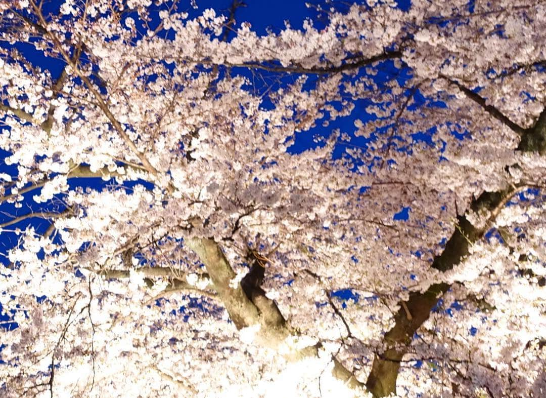 平子理沙さんのインスタグラム写真 - (平子理沙Instagram)「今年は本当に沢山の満開の桜を見る事ができました❣️🌸🌸🌸🌸🌸柔らかな気持ちの良い風に、舞い散る桜吹雪も大好き❤💕🌸🌸🌸🌸🌸🌸🌸🌸🌸🌸🌸🌸 #千鳥ヶ淵#桜#cherryblossom #tokyo#fashion #beauty #lifestyle #risahirako #平子理沙」4月7日 22時12分 - risa_hirako