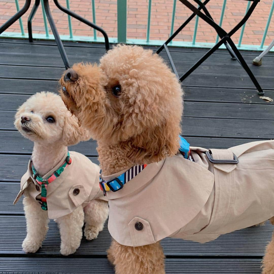 スアさんのインスタグラム写真 - (スアInstagram)「꼬까옷 입고 힐링.......🧡 간식 바라보는 눈빛들이 왜이렇게 아련해 🙄ㅋㅋㅋㅋㅋㅋㅋㅋㅋㅋ 사랑스러워 맨날 보구시포 😭😭😭 #꽁뿌꾸 #꽁푸딩 #어나더유」4月7日 22時07分 - midoricoo