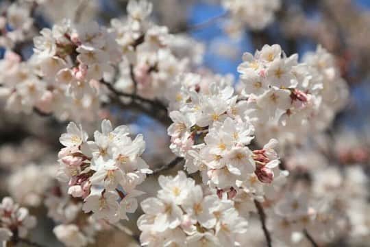 荒木麻里子さんのインスタグラム写真 - (荒木麻里子Instagram)「急遽決まった友人ファミリーとのお花見🌸満開で、お弁当にも飲み物にも花びらがヒラヒラ落ちてきてなかなか風情がありました🤗 . . . #平成最後のお花見  #桜 #花見弁当 #花見 #sakura #hanami #ohanami #春爛漫」4月7日 22時08分 - marilyn198612