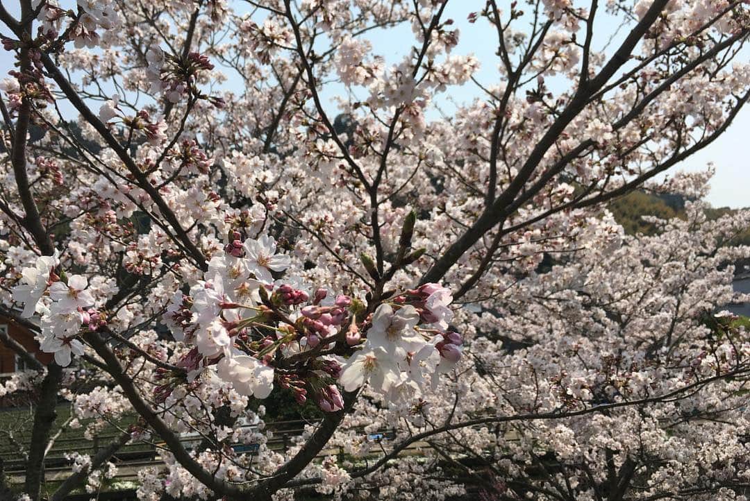荒木麻里子さんのインスタグラム写真 - (荒木麻里子Instagram)「急遽決まった友人ファミリーとのお花見🌸満開で、お弁当にも飲み物にも花びらがヒラヒラ落ちてきてなかなか風情がありました🤗 . . . #平成最後のお花見  #桜 #花見弁当 #花見 #sakura #hanami #ohanami #春爛漫」4月7日 22時08分 - marilyn198612
