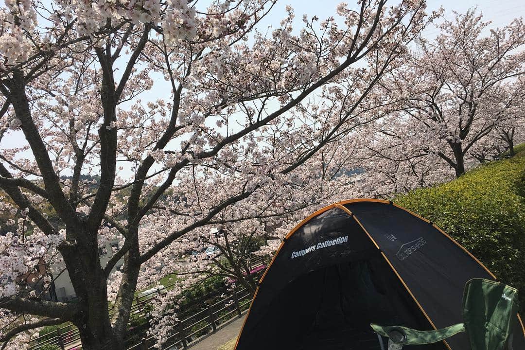 荒木麻里子さんのインスタグラム写真 - (荒木麻里子Instagram)「急遽決まった友人ファミリーとのお花見🌸満開で、お弁当にも飲み物にも花びらがヒラヒラ落ちてきてなかなか風情がありました🤗 . . . #平成最後のお花見  #桜 #花見弁当 #花見 #sakura #hanami #ohanami #春爛漫」4月7日 22時08分 - marilyn198612