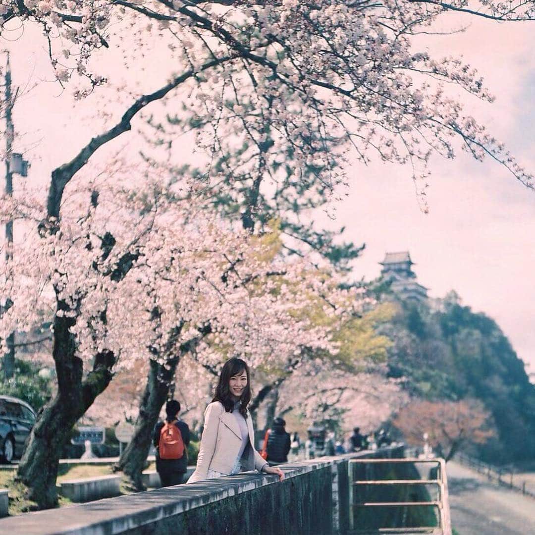 青山智美さんのインスタグラム写真 - (青山智美Instagram)「🌸🌸🌸🌸🌸🌸🌸🌸 ♡ #桜満開 今週土日は #地元 で #犬山祭 がありました‼️😄😆🎊🎁🌷🌼🍬✨🎀🌸 今年は私は行かなかったのですが、 両親が行ってすごく人混んでいて 賑わってたよーって😊✨🎀🌸🍀👌🏻🌈 地元が盛り上がっているのは とても嬉しく思います☺️⭐️👗💐🌺🌹🙏🎊🍬 気候も暖かくて良い #犬山祭り になったようです🌸🌸🌸🌸🌸 良かった❤️❤️ ♡ #sakura #さくら #サクラ #桜 #spring #春 #いい季節 です #大好きな季節 🌸🌸🌸🌸🌸 #綺麗 #日本 #japan #季節 #season #感謝 #ありがとう #犬山 #犬山城 #城」4月7日 22時09分 - tomomibeauty
