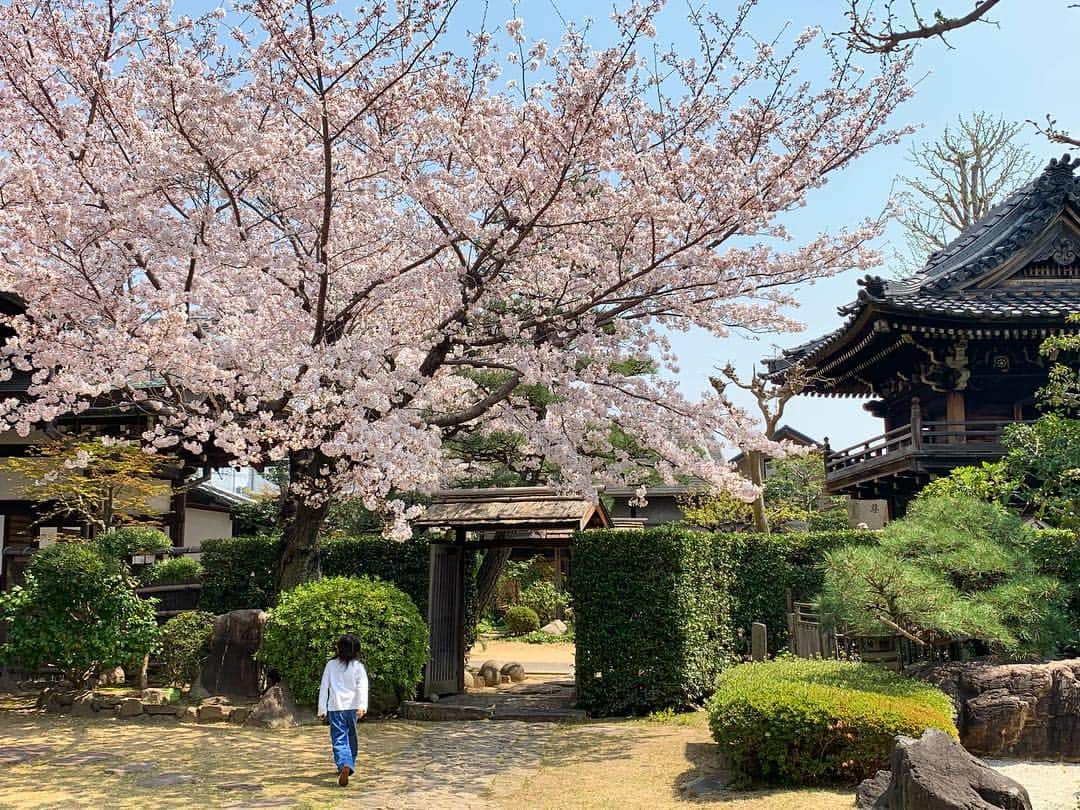橋本昌彦さんのインスタグラム写真 - (橋本昌彦Instagram)「大好きな桜の木。 桜の美しさになんとも言えない 穏やかな気持ちになります。  #桜 #神戸 #親子」4月7日 22時20分 - masahikohashimoto