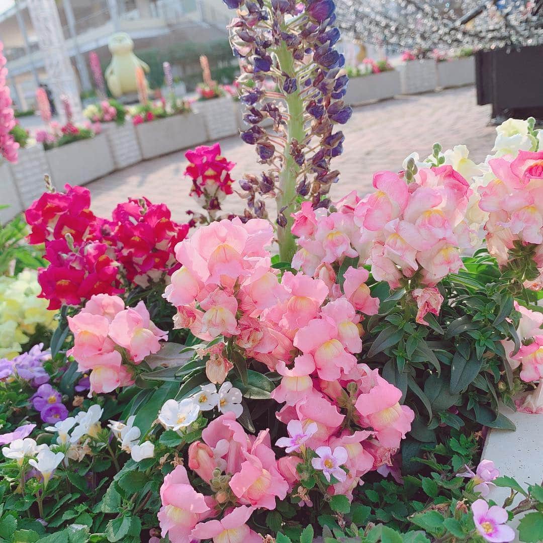 飯野雅さんのインスタグラム写真 - (飯野雅Instagram)「お花💐🌸🌼」4月7日 22時16分 - biichan_