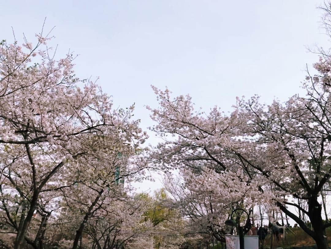 ヨンジュン さんのインスタグラム写真 - (ヨンジュン Instagram)「#190407 🌸」4月7日 22時18分 - windboy511