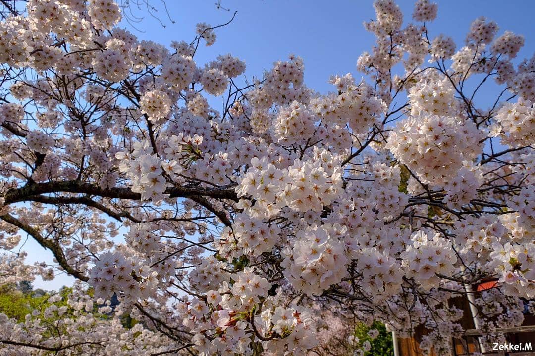 三浦拓也さんのインスタグラム写真 - (三浦拓也Instagram)「‪本日はファンクラブの世界遺産吉野山での桜ライブで、奈良にみんなで行ってきました！！‬ ‪楽しかったー！！‬ ‪お天気にも恵まれ、様々な桜が咲いたとても美しい景観の中で演奏できて幸せでした。‬ ‪皆さんありがとうございました！！‬ ‪^ ^‬ ‪#DEPAPEPE‬ ‪#AcousticFriends‬ ‪#吉野山‬」4月7日 22時23分 - depapepe_miura