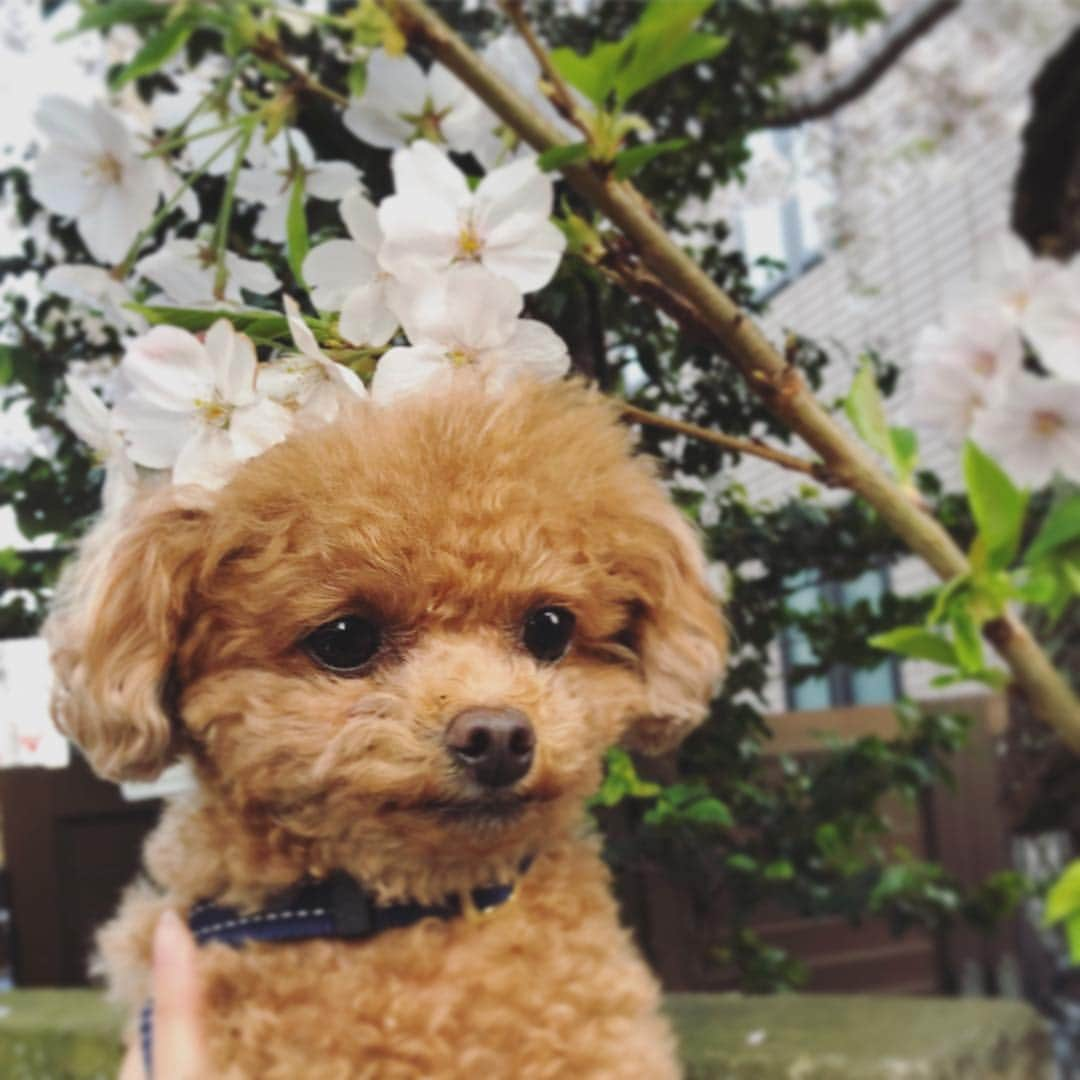 ふわさんのインスタグラム写真 - (ふわInstagram)「#toypoodle#toypoodlegram#dogsofinstagram#instadog#dog#fuwamama#ふわもこのふわ#ふわ#トイプードル#といぷーどる部#ふわもこ部#犬バカ部#親バカ部#桜とふわ#ふわ散歩#毎年やってる#ふわはイマイチ浮かない顔」4月7日 22時30分 - huwayama