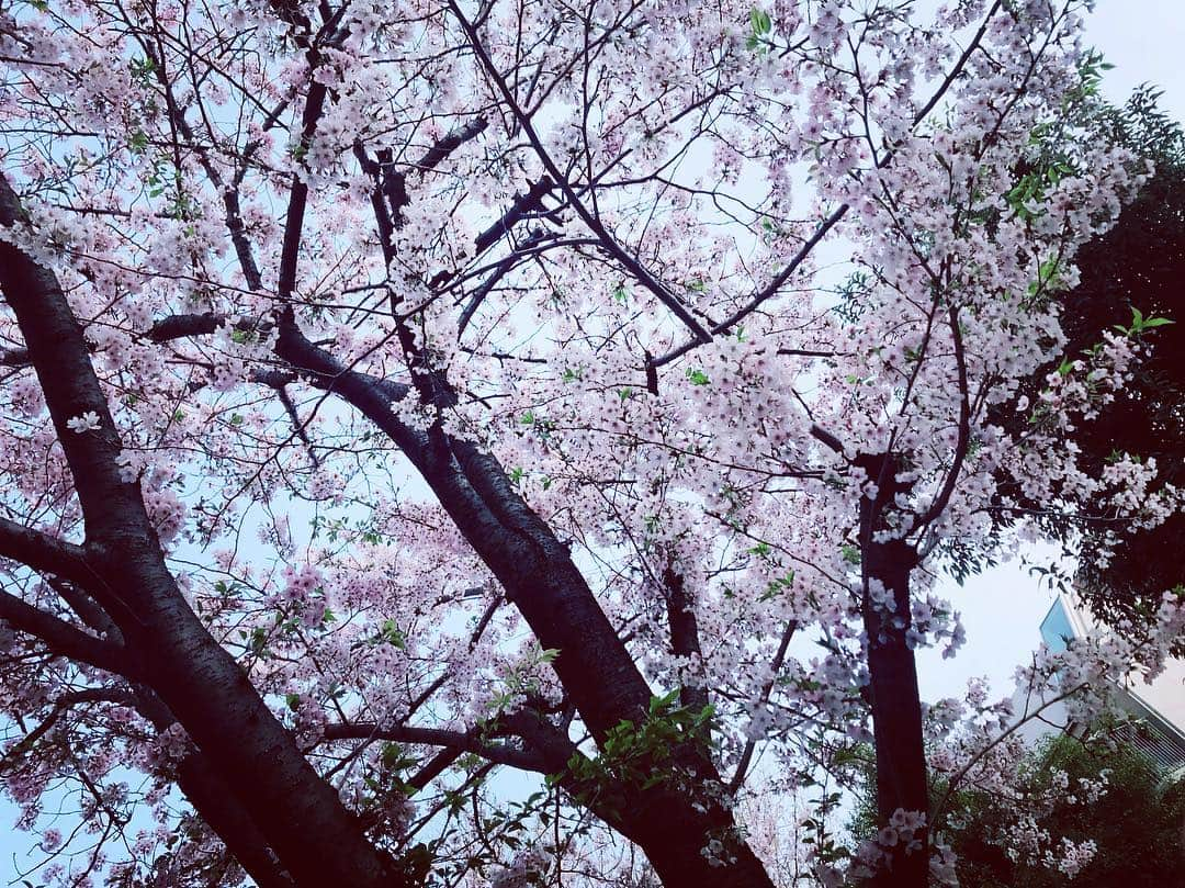 秋吉織栄（宮内かれん）さんのインスタグラム写真 - (秋吉織栄（宮内かれん）Instagram)「今日は☺︎✨ 『知らない三人』メンバーでお花見しました🌸🥰💕 その後はオフ会の打ち合わせでしたー！！ ミニお芝居の読み合わせもしました😊🌸 ここで♪♪ 改めてお知らせ💕💕 申し込み期限は明日！！ 8日23:59までです🌸  #映画ヤロウZ 公式オフ会 ‪4月13日(土)18:30〜21:30 一夜限りのスナックヤロウＺ【スナックＺ】in六本木  出演 秋吉織栄、齋藤悠、沢口真那 、古屋ゆうき、山岸謙太郎(映像出演) ‪  参加費¥10,000(食事、飲み放題込み) 参加ご希望の方は①お名前②この情報を知った出演者名を明記の上info@stellaworks.jpまでご連絡ください。  オフ会は皆さまと楽しく過ごしたいです❣️❣️ 滑り込みでお申込みお待ちしてます🐖💨💨💨 #映画ヤロウz  #オフ会  #お花見  #cherryblossom  #桜  #女子会  #六本木」4月7日 22時34分 - orie.oliiiiie.olivia