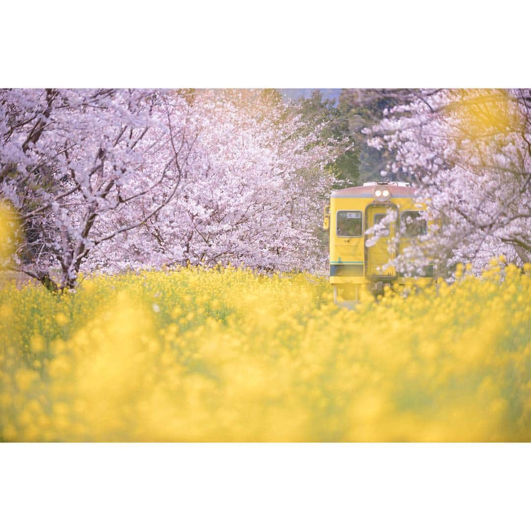 大越光貴さんのインスタグラム写真 - (大越光貴Instagram)「#SAKURA #NANOHANA #TRAIN #isumi #railway #cherryblossoms #rapeblossoms #chiba #japan #spring #art #photographer #nikon #tokyocameraclub #春 #桜 #菜の花 #鉄道  #いすみ鉄道 #千葉 #日本 #ファインダー越しの私の世界 #鉄ちゃんデビュー #東京カメラ部」4月7日 22時47分 - koukoshi