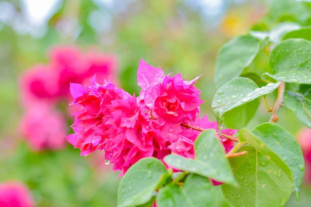 峯岸伽奈のインスタグラム：「. . .  みんなの桜の写真が羨ましい今日この頃…  春を感じられないから、あえて南国の花ブーゲンビリアを(笑)  #春が好き #でも常夏も好き  #nikonsg #nikond5600」