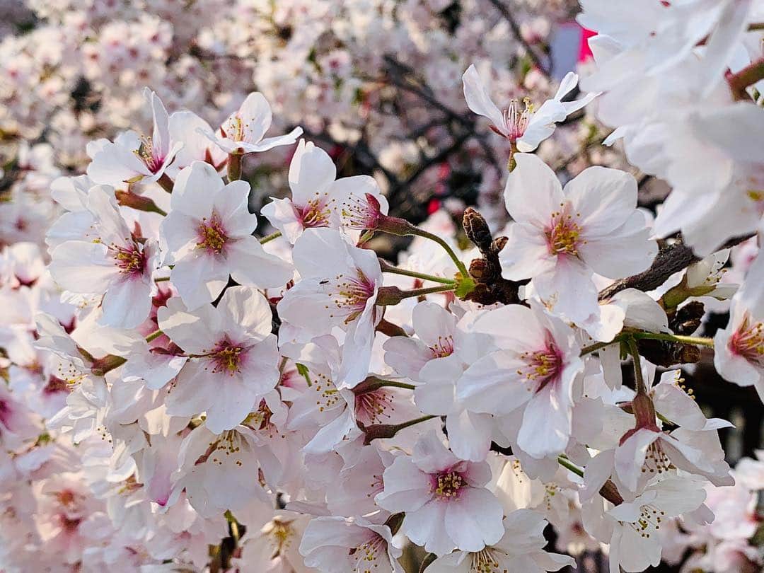 エミ・レナータさんのインスタグラム写真 - (エミ・レナータInstagram)「Can’t get enough of them! 🌸 #spring #japan #love #sakura」4月7日 22時56分 - emi_renata