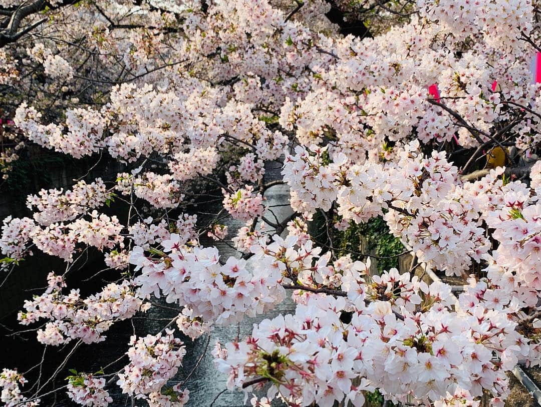 エミ・レナータさんのインスタグラム写真 - (エミ・レナータInstagram)「Can’t get enough of them! 🌸 #spring #japan #love #sakura」4月7日 22時56分 - emi_renata