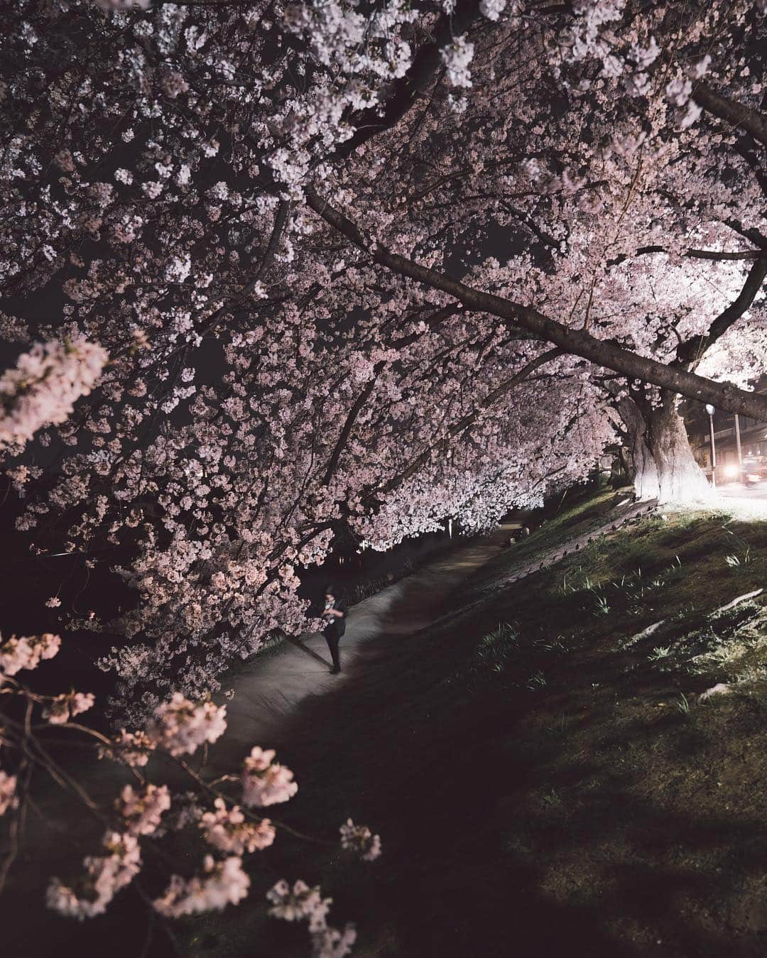 山口淳一さんのインスタグラム写真 - (山口淳一Instagram)「〝Sakura at night〟 どこでしょう。 答えられても正確な場所はわかりませんが。 - #japan #kyoto #sakura #cherryblossom #night #日本 #京都 #桜 #夜」4月7日 22時53分 - junichi_yamaguchi