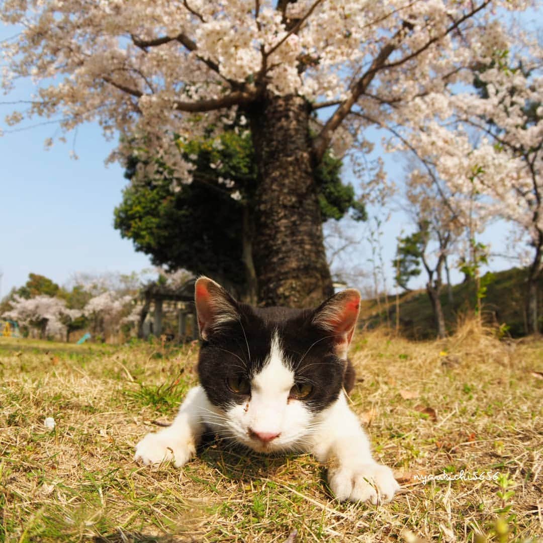 路地裏のにゃん吉さんのインスタグラム写真 - (路地裏のにゃん吉Instagram)「桜撮ってる人達はみんな上見上げてる 僕はキミと同じ目線でにらめっこ  #桜 #แมว #igersjp#ねこ#猫#ig_japan#ねこ部#ふわもこ部#野良猫#にゃんすたぐらむ#みんねこ #cats#ファインダー越しの私の世界 #catsofinstagram#catstocker#instagramjapan##catloversclub#ペコねこ部#ピクネコ #東京カメラ部#icu_japan#team_jp_西 #고양이#nekoclub #catstagram#japan_photo_now #bestcatclub #loves_nippon#balousfriends#getolympus」4月7日 22時54分 - nyankichi5656