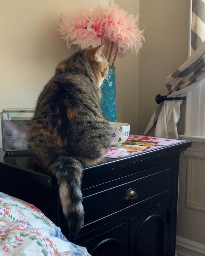 Tinaのインスタグラム：「Does Wheezy know her name?! 🤔 I’m pretty sure she ignores me 99.9% of the time. 😹 #SundayFunday」