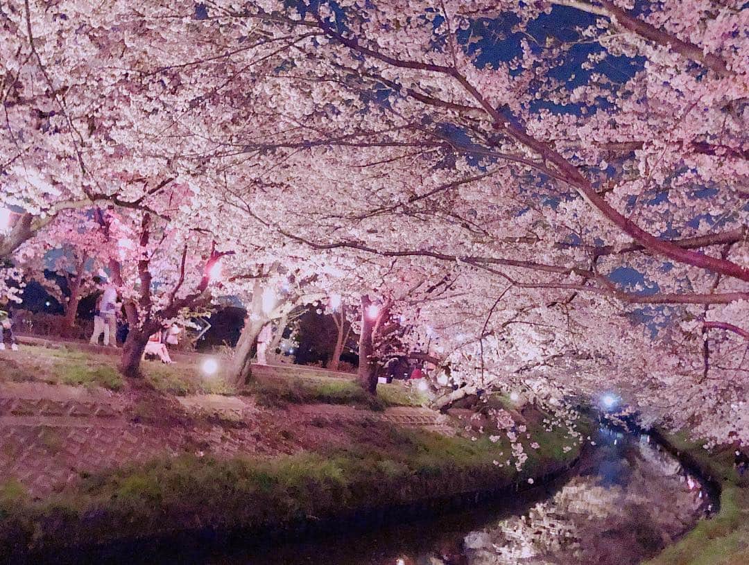 まういさんのインスタグラム写真 - (まういInstagram)「海老川桜俺は好きだぜ 都会みたいにうじゃうじゃ人いないしポンポンかわいい桜がドームみてえですごい綺麗だった！ じゃがバターと焼きそばも最高だったねぇ ベビーカステラはコンビニ以下だったけど。(笑) 今年も来れて良かったよ。 いい春だなあ  #船橋 #海老川 #海老川ジョギングロード #お花見」4月7日 22時57分 - mauie_cayton