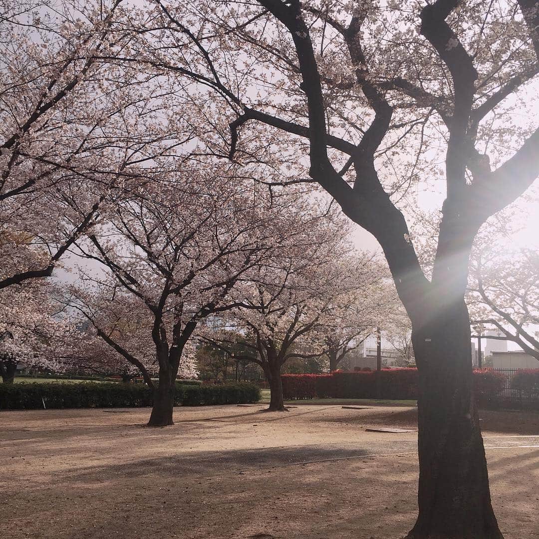 ナカヤマユキコさんのインスタグラム写真 - (ナカヤマユキコInstagram)「桜って写真撮るの難しいよね🌸 . 先日ちろっとお花見できた🍡 通り雨が去って貸切状態になった桜✌︎ . なんだかラッキーな気分でした☺︎ . . 季節の節目になると収集がおこるお馴染みメンバーがとても好きです♡次は海だなー！ . . . . . #桜 #iphone6sの限界 #UQモバイルさん早くiphoneXをお願いします」4月7日 22時59分 - iam_uk