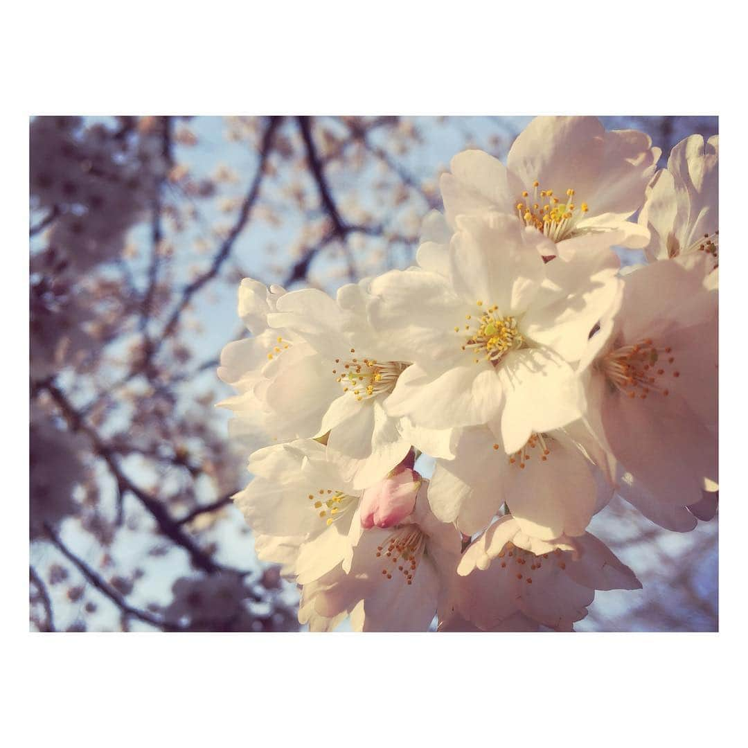 花村怜美のインスタグラム：「#桜 #さくら #サクラ #桜花 #花 #植物 #自然 #美 #sakura #cherryblossom #flower #flowers #flowerstagram #nature #plants #spring #japan」