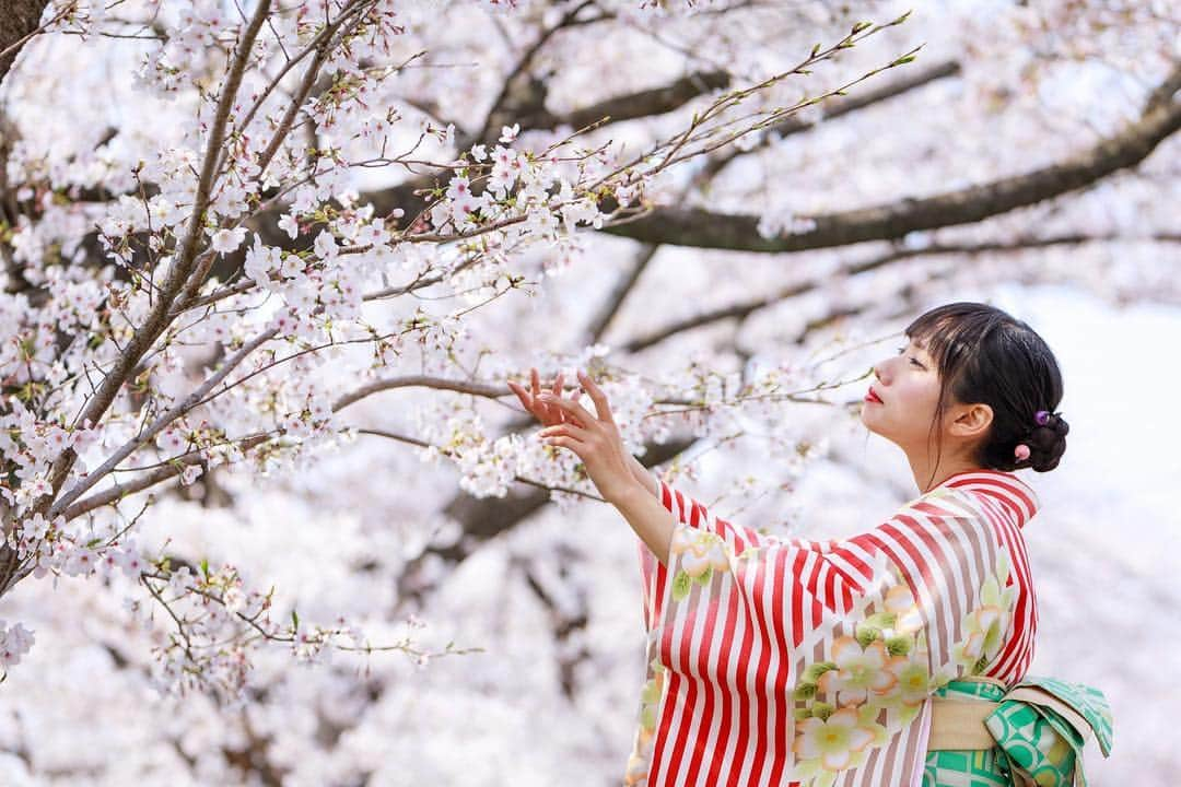 秋元るいさんのインスタグラム写真 - (秋元るいInstagram)「川越着物速報いただいた🌸🌸🌸 . . #portrait #portraitphotography #good_portraits_world #lovers_nippon_portrait #portraits #jp_portrait部 #三つ編み #photography #写真好きな人と繋がりたい #ファインダー越しの私の世界 #instagood #fashion #photographer #photooftheday #東京カメラ部 #tokyocameraclub  #ポートレートしま専科 #japanesegirl #followme #ig_japan  #kawaiigirl #インスタグラマー  #sakura #sakura🌸 #今日のコーデ #着物」4月7日 23時00分 - akimoto_rui