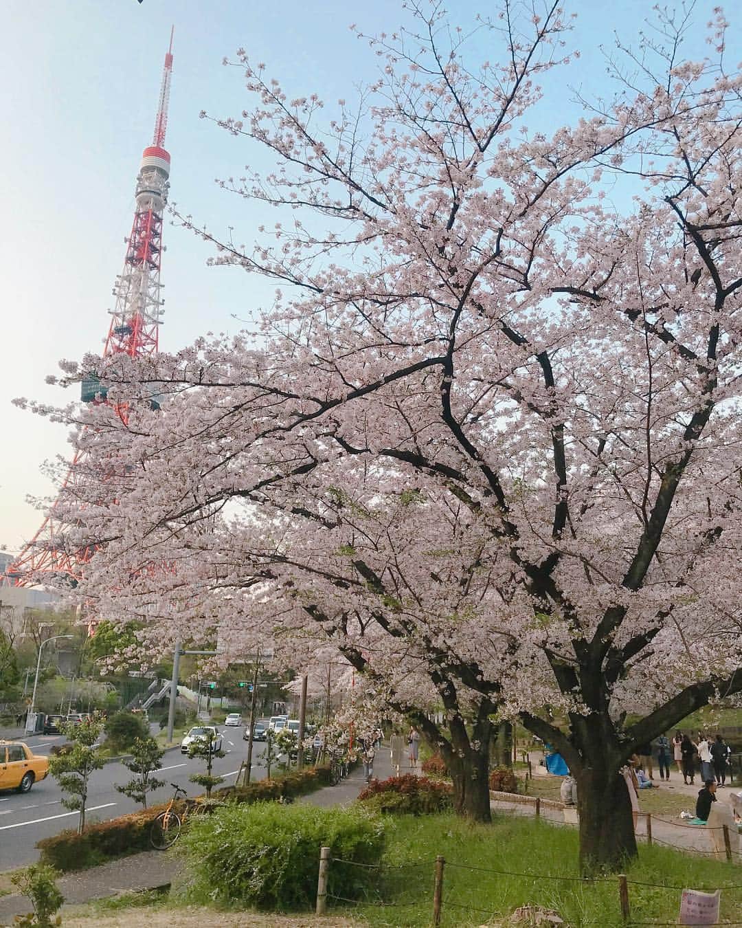 松山愛里のインスタグラム：「🗼🌸 今年は桜を楽しめる時間が長くて嬉しいな〜😊 葉桜も爽やかで優しくて好き☺️🌸#桜#東京タワー」