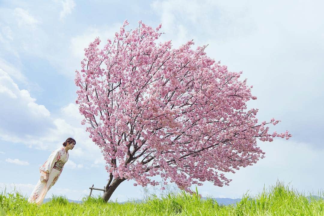 Najiiのインスタグラム：「↗️🌸Cherry tree」