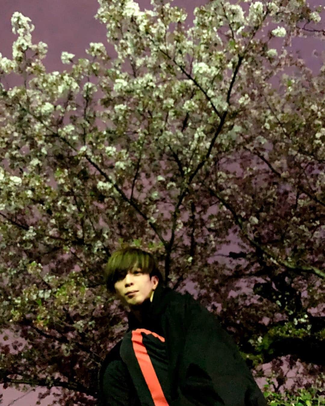 THE BAWDIESさんのインスタグラム写真 - (THE BAWDIESInstagram)「僕もスカッシー先輩を見習って、桜の前に立ってみました。人がたくさんいる場所でスカせる程のメンタルは、僕には無かったので夜にしました…。 横浜は本当にどの季節に来ても綺麗！ by marcy #bawdies #桜 #夜桜 #スカッシー #スカし見習い #横浜 #花見」4月7日 23時03分 - thebawdies