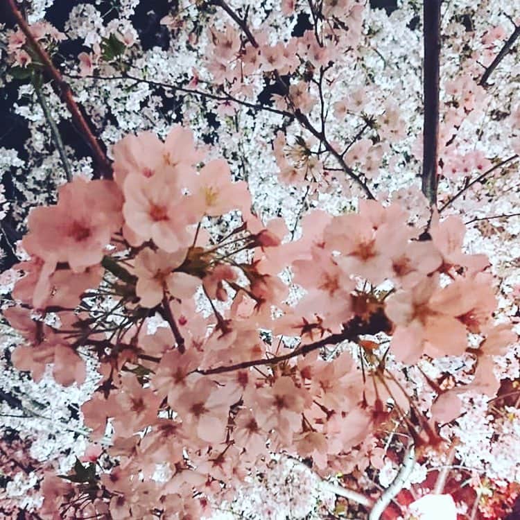 赤神幸依のインスタグラム：「. 春を感じるディナー。 桜や、春キャベツや、ふきのとうや、 季節を感じた、大人だった♡」