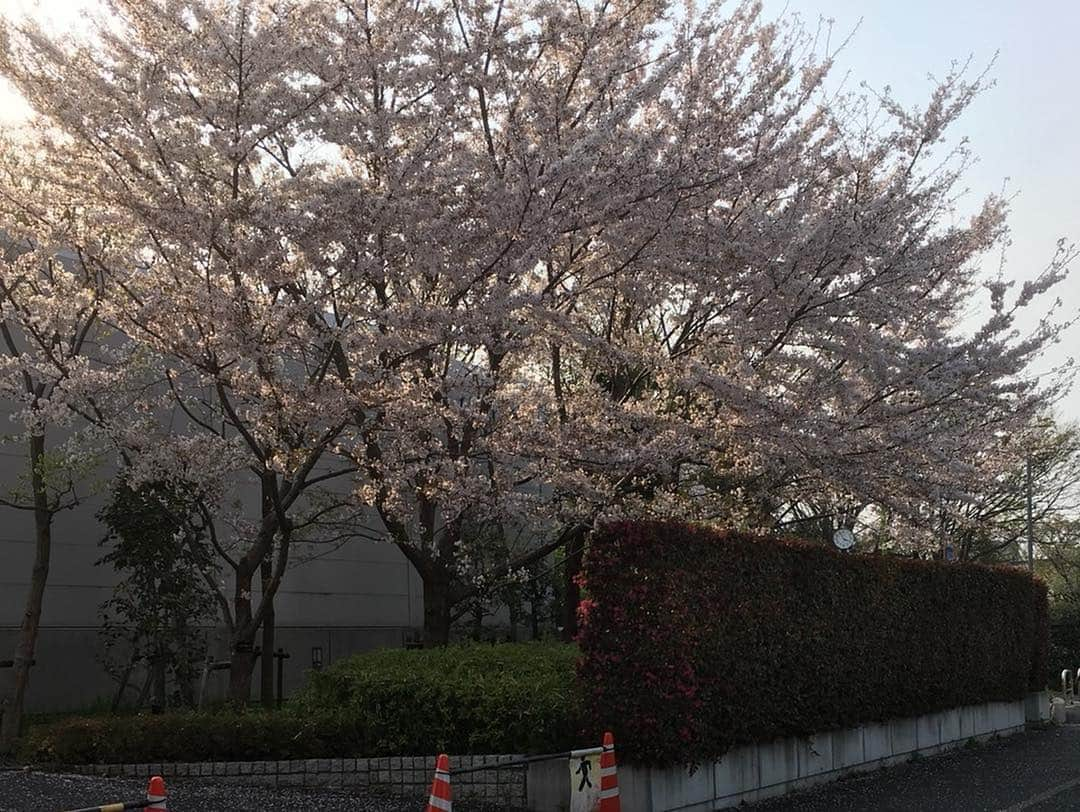 岡田祐佳さんのインスタグラム写真 - (岡田祐佳Instagram)「花より食い気！パート1‼️ モッツァレッラチーズが伸び過ぎる~~~。 どこまで？！のびるねんっ‪‪💦‬ 伸びるのが楽しすぎて？おかわりした（笑） …美味しいからです。 いや、しかし、結実もおばあちゃんも、よく食べるし早い🍴( ¨̮ )💬 おばあちゃんは、蟹でも🦀食べてるのか？ゆうぐらい喋らないし（笑）  食べてる時は戦いの場みたいな感じ？です（笑） (食うか食われるか的なw)  食べた後桜見て帰ったが 車から降りること無くw 一瞬で、はい！次行こう⤴︎ ⤴︎て。。。 花より食い気な岡田さん達でした🌸＜🍣＆🍦😋 #待ち時間 の方が #滞在時間 より長い。 #花見 #桜 #花より団子 #花より  #モッツァレッラ  #のびるチーズ  #岡田」4月7日 23時06分 - yukachin719