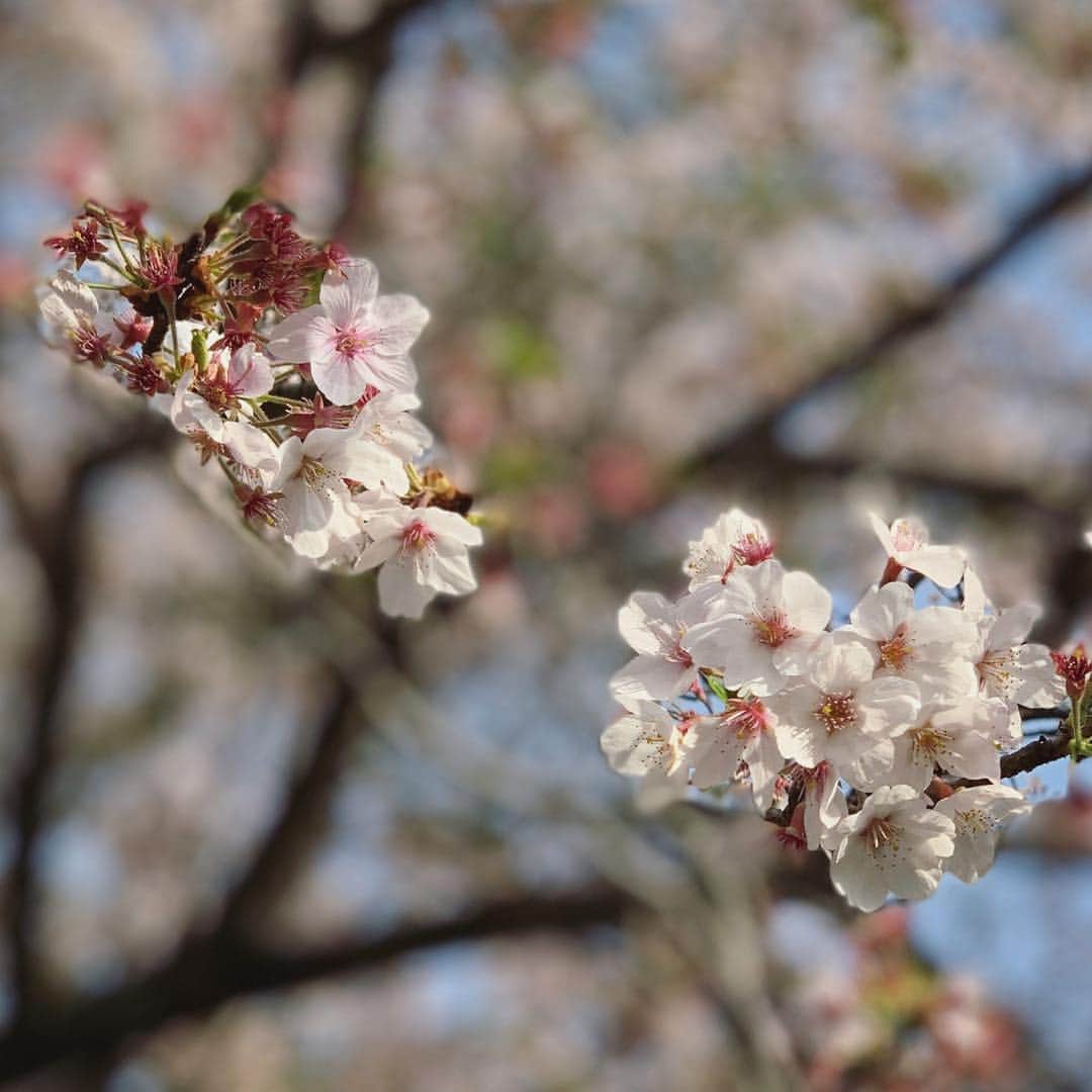 井上慎二郎のインスタグラム：「3ヶ月ぶり3度目の[歩こーる会]北鎌倉〜極楽寺。 今回はやや緩めのコースだったけど、陽気も良かったし、途中銭洗ったりして和んだ。 昨日まできゅうきゅうスケジュールで制作してたからようやく、桜を愛でられた。 明日からまたつめつめでやるよ💪」