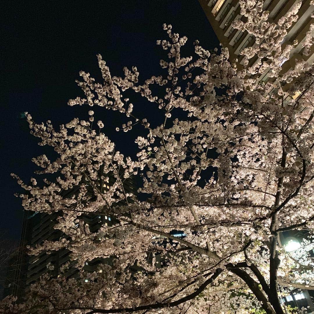 中林美和さんのインスタグラム写真 - (中林美和Instagram)「今年は長く咲いていてくれて 本当に嬉しい！！ とても綺麗🌸🌸🌸」4月7日 23時11分 - miwanakabayashi