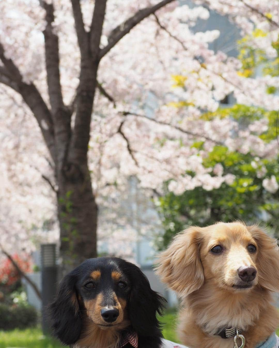 Sora Momoさんのインスタグラム写真 - (Sora MomoInstagram)「お花見散歩🌸🐶🐾🐶🌸✨ ☺︎ 今日はいいお天気でちょっと暑かったけど💦お花見日和✨ 近所には少し歩くと公園にも学校にも住宅地にも桜の木がたくさんあって どこを歩いてもお花見🌸が楽しめます ☺︎ お散歩途中ベンチで休憩中のそらともも ☺︎ 休憩が終わって写真撮ってる私が来てないから行かないって頑張ってるそら 心配してくれてありがとう😊💓 足元に風で散った桜の花びらがいっぱい ☺︎ 満開の桜の中をお散歩してる3人の後ろ姿が可愛いくて 今日も親バカ全開です お姉ちゃんの髪の毛に花びらが髪飾りみたいに乗ってました ☺︎ #お花見散歩#桜が満開#花びらが風でチラチラ#髪飾りみたい#お散歩の後ろ姿#前に回って撮りたいけど#2人で走って追いかけて来ちゃうから#後ろ姿しか撮れません#今日も親バカ全開 #仲良し#そらともも #ダックス#ミニチュアダックス #dachshund #miniaturedachshund」4月7日 23時14分 - teratera_sorapu_