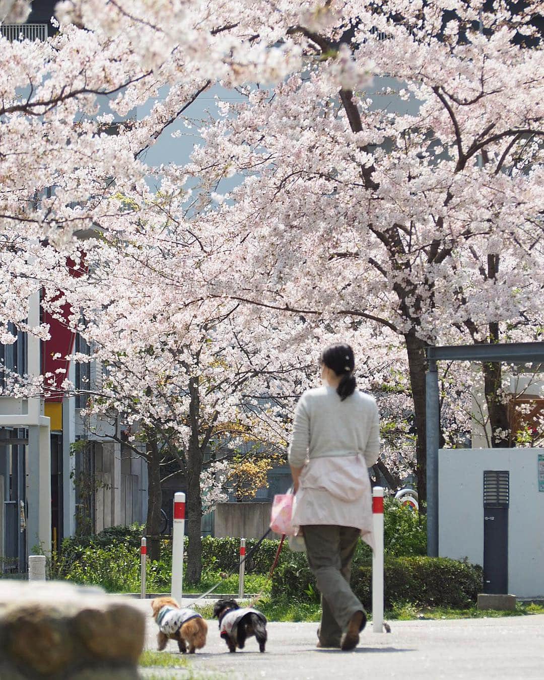 Sora Momoさんのインスタグラム写真 - (Sora MomoInstagram)「お花見散歩🌸🐶🐾🐶🌸✨ ☺︎ 今日はいいお天気でちょっと暑かったけど💦お花見日和✨ 近所には少し歩くと公園にも学校にも住宅地にも桜の木がたくさんあって どこを歩いてもお花見🌸が楽しめます ☺︎ お散歩途中ベンチで休憩中のそらともも ☺︎ 休憩が終わって写真撮ってる私が来てないから行かないって頑張ってるそら 心配してくれてありがとう😊💓 足元に風で散った桜の花びらがいっぱい ☺︎ 満開の桜の中をお散歩してる3人の後ろ姿が可愛いくて 今日も親バカ全開です お姉ちゃんの髪の毛に花びらが髪飾りみたいに乗ってました ☺︎ #お花見散歩#桜が満開#花びらが風でチラチラ#髪飾りみたい#お散歩の後ろ姿#前に回って撮りたいけど#2人で走って追いかけて来ちゃうから#後ろ姿しか撮れません#今日も親バカ全開 #仲良し#そらともも #ダックス#ミニチュアダックス #dachshund #miniaturedachshund」4月7日 23時14分 - teratera_sorapu_