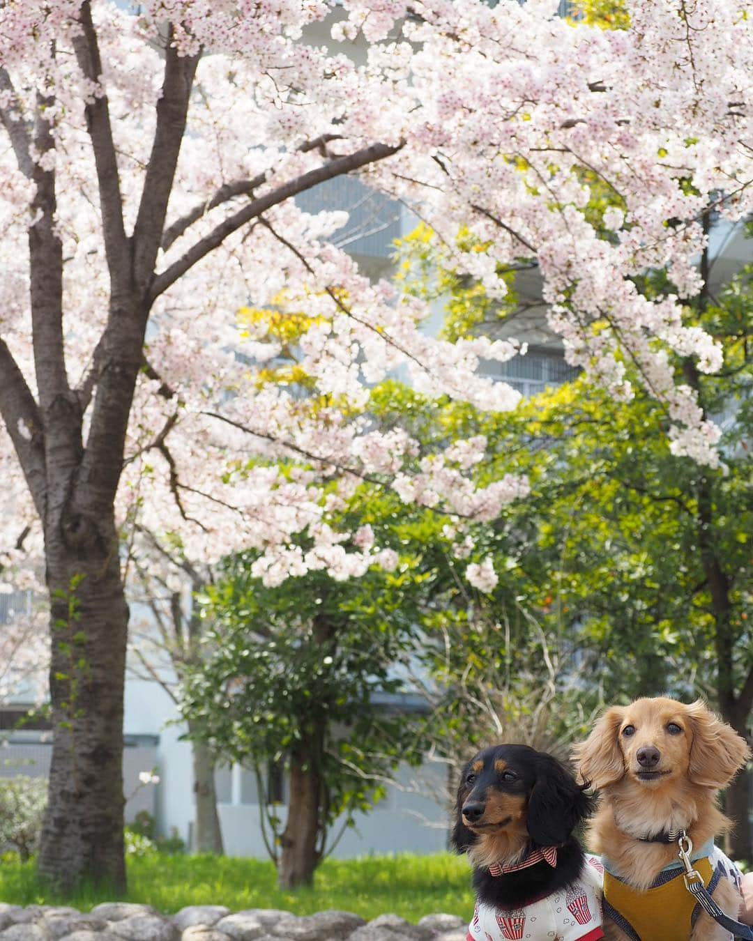 Sora Momoさんのインスタグラム写真 - (Sora MomoInstagram)「お花見散歩🌸🐶🐾🐶🌸✨ ☺︎ 今日はいいお天気でちょっと暑かったけど💦お花見日和✨ 近所には少し歩くと公園にも学校にも住宅地にも桜の木がたくさんあって どこを歩いてもお花見🌸が楽しめます ☺︎ お散歩途中ベンチで休憩中のそらともも ☺︎ 休憩が終わって写真撮ってる私が来てないから行かないって頑張ってるそら 心配してくれてありがとう😊💓 足元に風で散った桜の花びらがいっぱい ☺︎ 満開の桜の中をお散歩してる3人の後ろ姿が可愛いくて 今日も親バカ全開です お姉ちゃんの髪の毛に花びらが髪飾りみたいに乗ってました ☺︎ #お花見散歩#桜が満開#花びらが風でチラチラ#髪飾りみたい#お散歩の後ろ姿#前に回って撮りたいけど#2人で走って追いかけて来ちゃうから#後ろ姿しか撮れません#今日も親バカ全開 #仲良し#そらともも #ダックス#ミニチュアダックス #dachshund #miniaturedachshund」4月7日 23時14分 - teratera_sorapu_